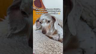 My dog is about to cry Subscribe for more dachshund videos! #dachshund #dogs #dog