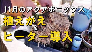 野菜ベッドの植え替えと鯉ヒーター【11月のアクアポニックス】/Vegetable bed replanting and carp heater [November aquaponics]