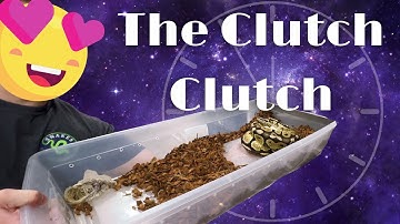 Pulling Some Clutch Ball Python Eggs