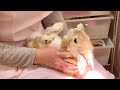 #111 健康診断で大暴れ？！病院が嫌いすぎるうさぎさんがこちら。Rampage at the health checkup? ! Rabbit hates hospitals too much.