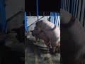 crossing of pigs #pigfarming