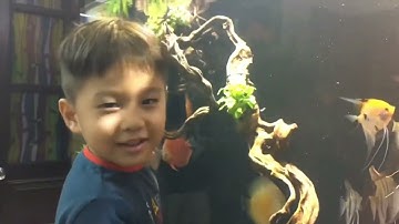 Cùng ngắm một trong những bể cá đĩa đẹp nhất tại Hà Nội