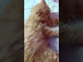 funny cats #156 #cats #cute #pets #meow #instacat #catlover #kittensofinstagram #animaloveras