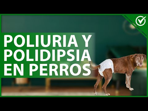 Video: Síntomas y causas de la polidipsia psicógena en perros