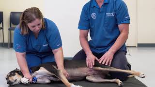 VetSurg Orthopedic Examinations - Recumbent