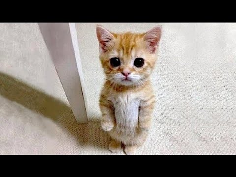 Видео: самые смешные животные*the funniest animals//Animals_nature#cat#funny#video#viral#animals#кот#shorts