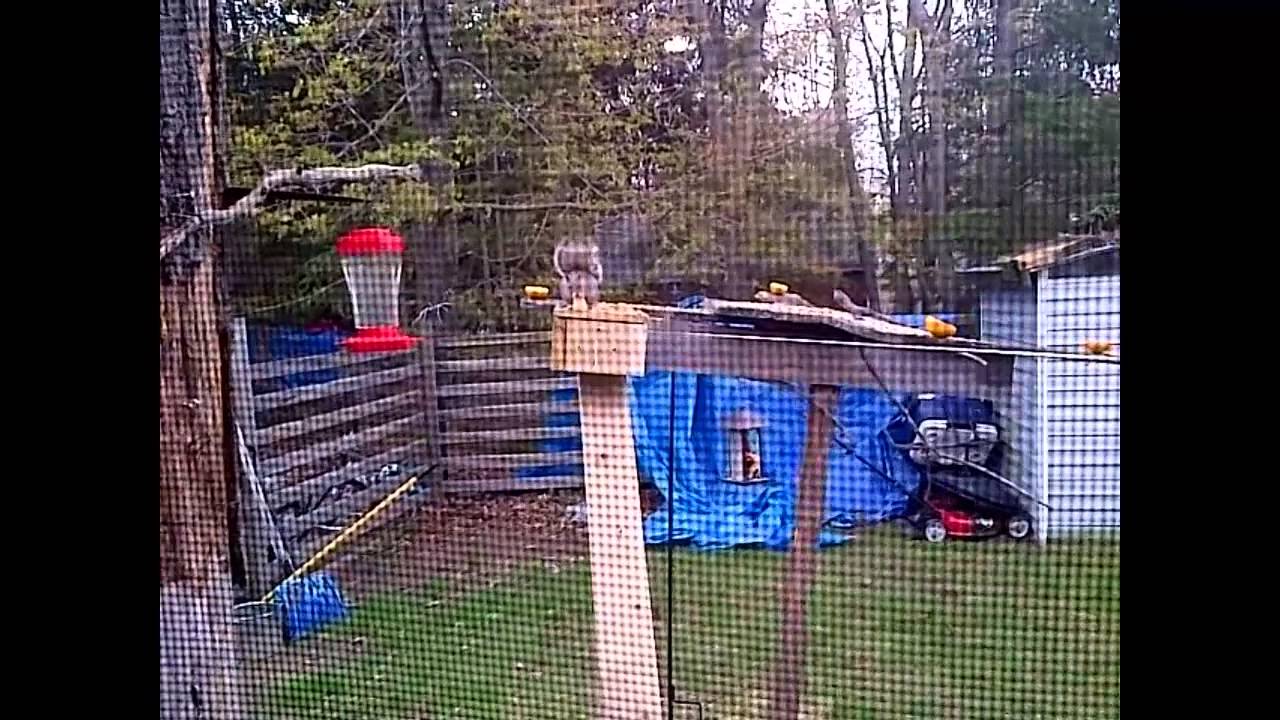 squirrel catapult squirrel catapult