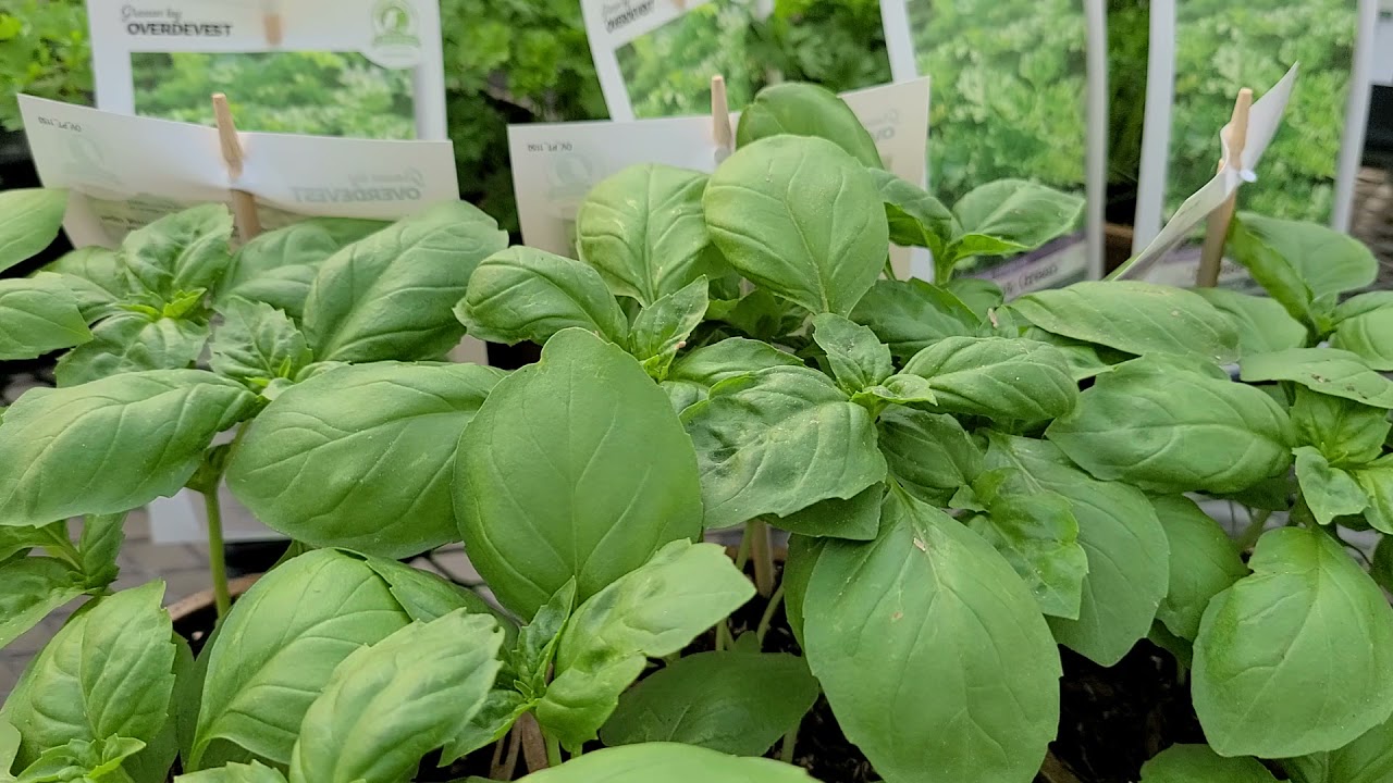 Basil 'Rutgers Passion'//⚡EXCITING intro.! Bred to be Naturally Highly Resistant to Downy Mildew!