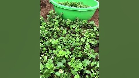 Cây giống cúc đại đoá và cúc pha lê tốt nhất