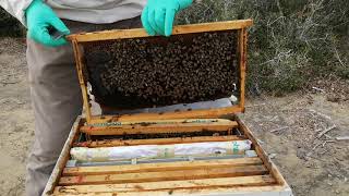 Ocak Ayı Arı Kovan Kontrolü. 4012021