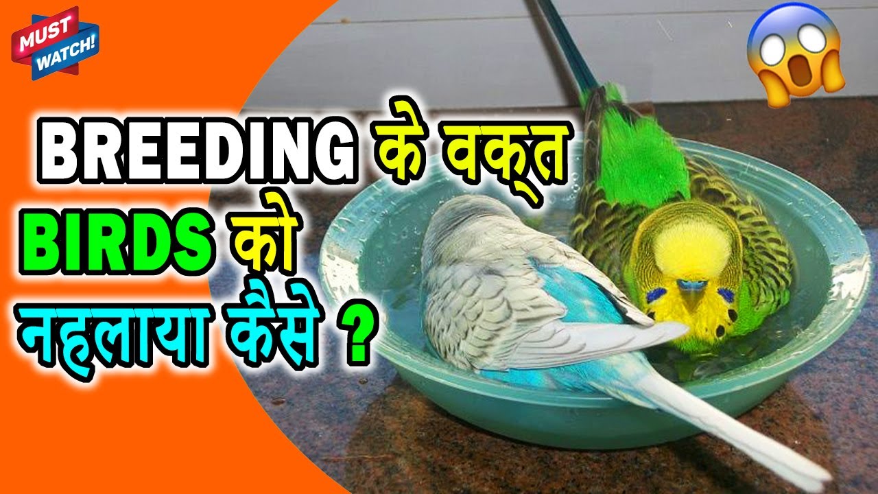 How To Bathe Birds when They Have Eggs? Ande Dene ke baad Birds Ko kaise nehlay? Happy Budgies