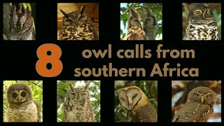 8 OWL CALLS from southern Africa