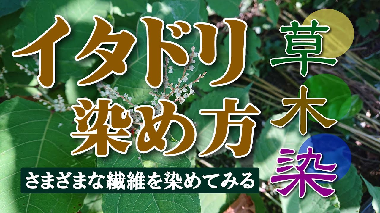 草木染 イタドリ染め方 中媒染で濃く染める方法 Youtube