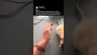 This Makes Rats Excited… 🐀