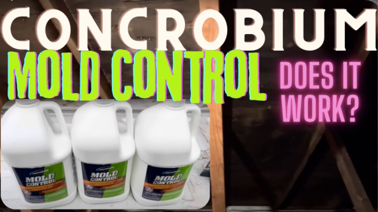 Best mold remover deals