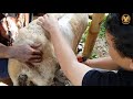 Memilih mesin cukur terbaik untuk domba garut di domba lovers