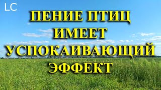 Пение птиц положительно влияет на физическое и психическое состояние. #музыкадлясна #naturesounds