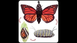 Plush Monarch Erfly Toy That Can Go Though Metamorphosis