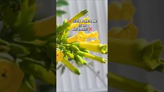 🌿 Sana por fuera, MALA por dentro: El Tabaquillo ⚠️