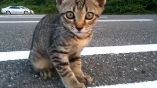 夕暮れ時の駐車場をウロウロする野良猫達