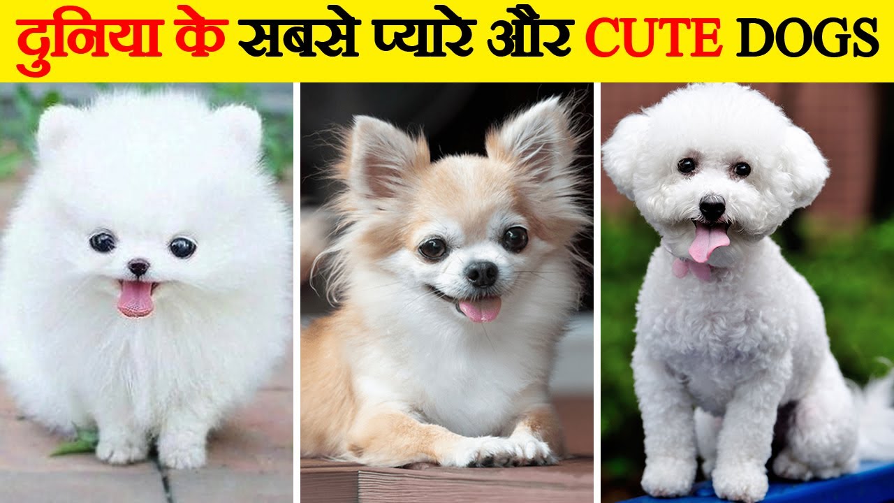दुनिया की 10 सबसे छोटे कुत्तों की प्रजातियां | Top 10 Smallest Dog Breeds in The World