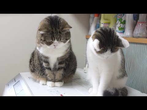 脱水アトラクションを楽しむねこ。-Maru&Miri enjoy the dry cycle attraction.-