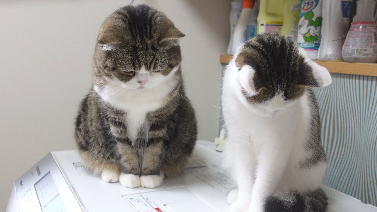 脱水アトラクションを楽しむねこ。-Maru&Miri enjoy the dry cycle 