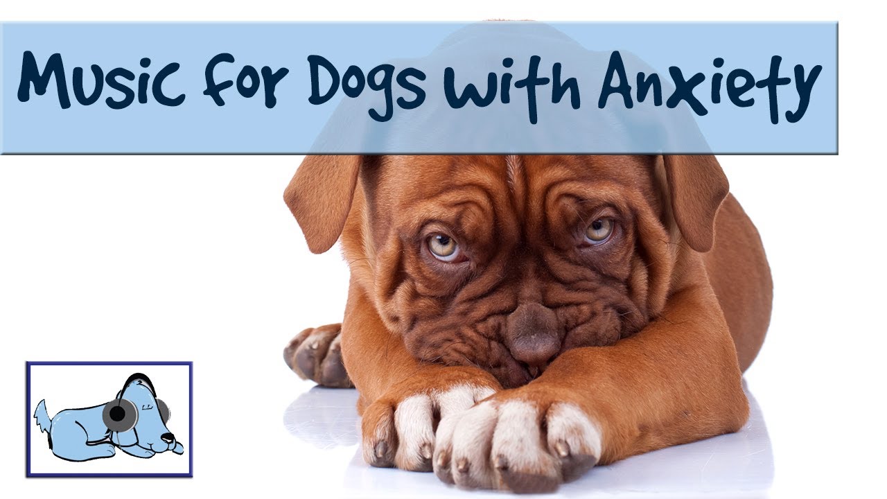 dog anxiety music youtube