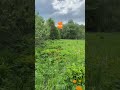 Поляна Огоньков! #алтай #природа  #огоньки