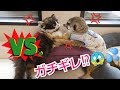 ミーアキャットVS猫～チビチビコンビ乱闘か！？～ [ミーアキャット,メインクーン,スコティッシュフォールド]