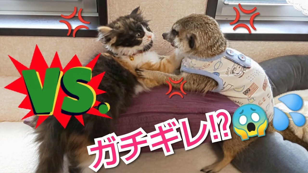 ミーアキャットVS猫～チビチビコンビ乱闘か！？～ [ミーアキャット,メインクーン,スコティッシュフォールド]