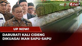 Ikan Sapusapu Membludak Pemerintah Himbau Warga Tak Konsumsi  Up Now
