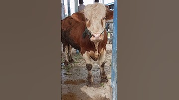 Suara sapi moo, sapi simental super #cow #lembu #sapi #bull