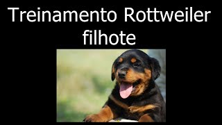 Treinamento  Filhote de Rottweiler