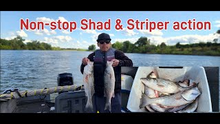 Non-stop shad and striper action in the Sac river#shad#striper