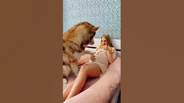 شوف كياته الكلب مع صاحبته الحامل Shorts زواج حب Baby Dog 