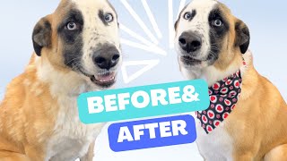 Allergies? Don't Watch This Husky + St Bernard Deshedding Miracle!