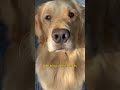 Would you give up your dog? #dogs #shorts #dogmom #funnydogs #comedy #tiktok #reels #goldenretriever