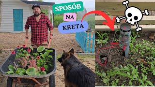 Download Lagu Rabata między drzewami. Skuteczny sposób na nornice. MP3 Download Lagu Rabata między drzewami. Skuteczny sposób na nornice. MP3