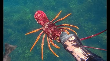 Victorian Crayfish Opener 2025