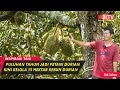 Rahasia Sukses Budidaya Durian Bersama Pakar Durian, Isinya Daging Semua!