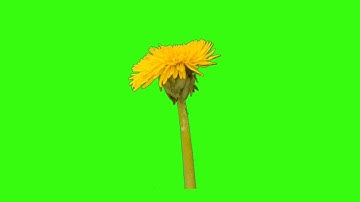 Dandelion  Effect 1080p  in  HD Video Background .