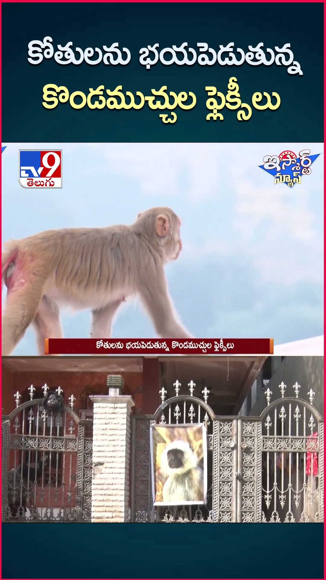 iSmart News : కోతులను భయపెడుతున్న కొండముచ్చుల ఫ్లెక్సీలు  - TV9