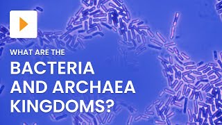 Bacteria and Archaea Kingdoms Explained | Science | ClickView