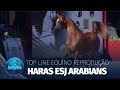 Cavalo Árabe l Como suplementar um campeão