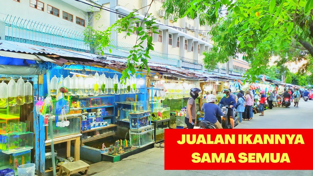  PASAR  IKAN HIAS DI MAKASSAR SULAWESI  SELATAN YouTube