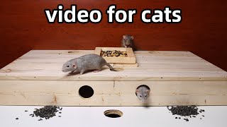 Cat TVrats for cats and dogs to watchvideo to relax your pets