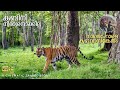 Kabini forest safari  nagarhole tiger reserve karnataka