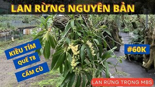 KIỀU TÍM, QUẾ NGUYÊN BẢN, CẨM CÙ #60K, 039 249 7777, vườn lan TRỌNG MBS || PHONG LAN RỪNG