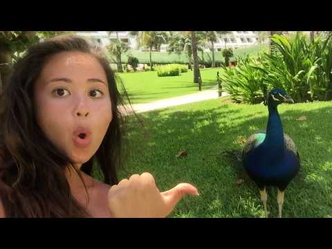 Funniest Pets & Animals Fails 😂 Wild Encounters Caught